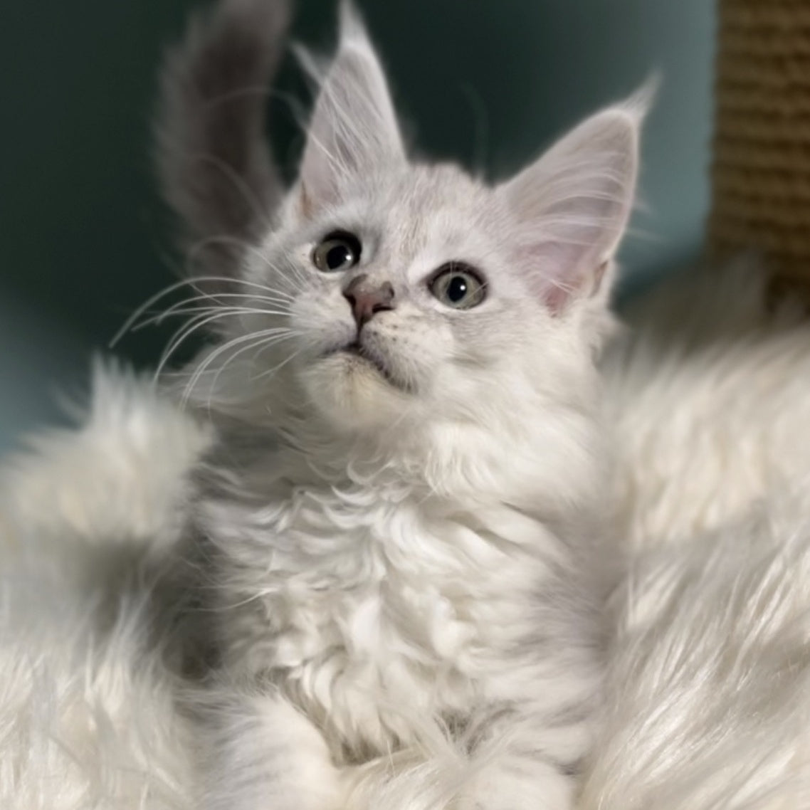 Galaxy Maine Coon female, blue silver shaded