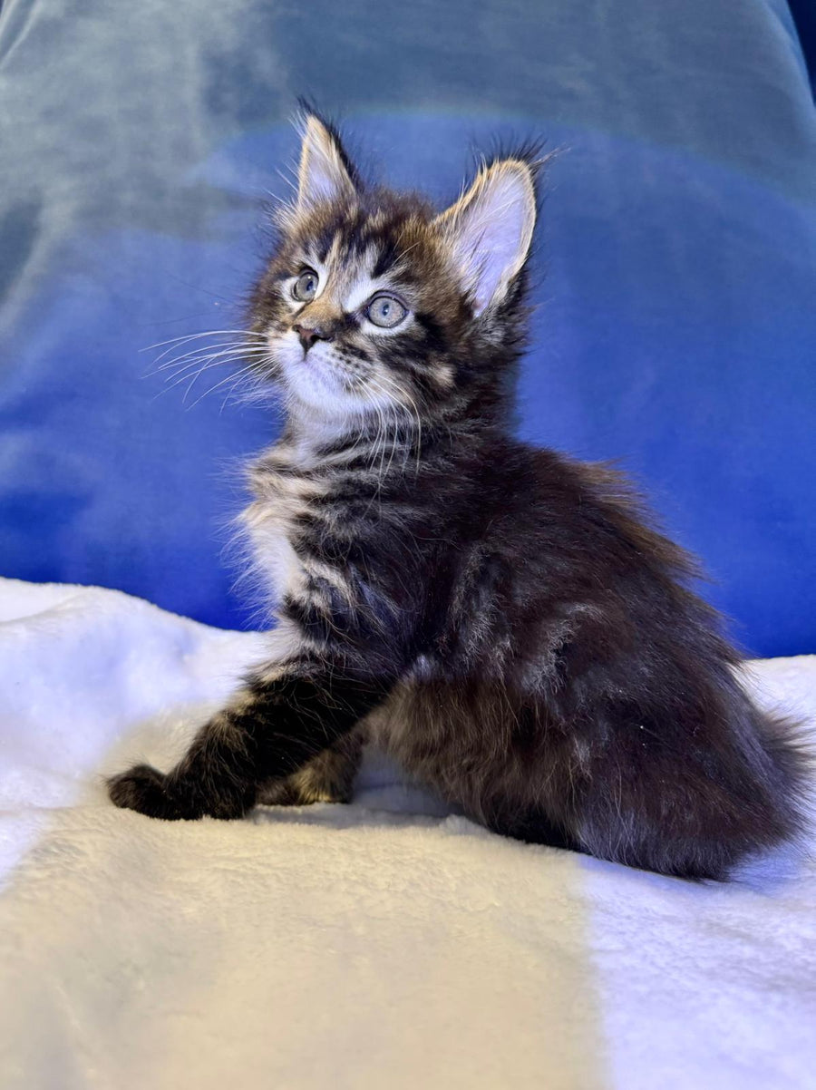 Denis Adamaris Maine Coon male black tabby live animals