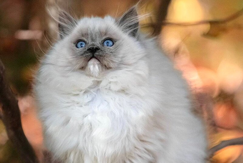 Nika Ragdoll female, blue mitted