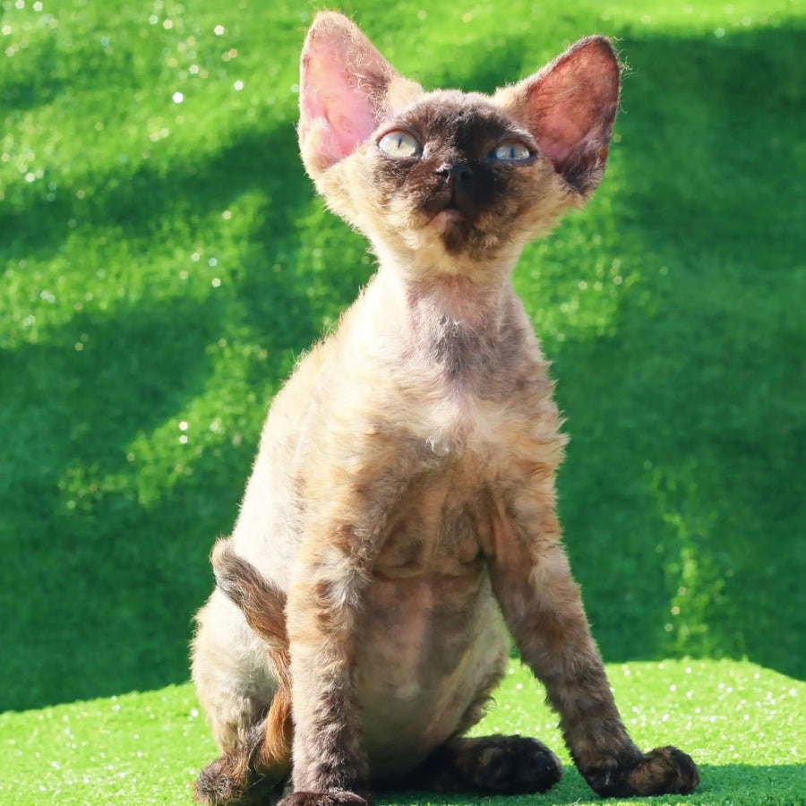 Akura Devon Rex female, black tortie pointed