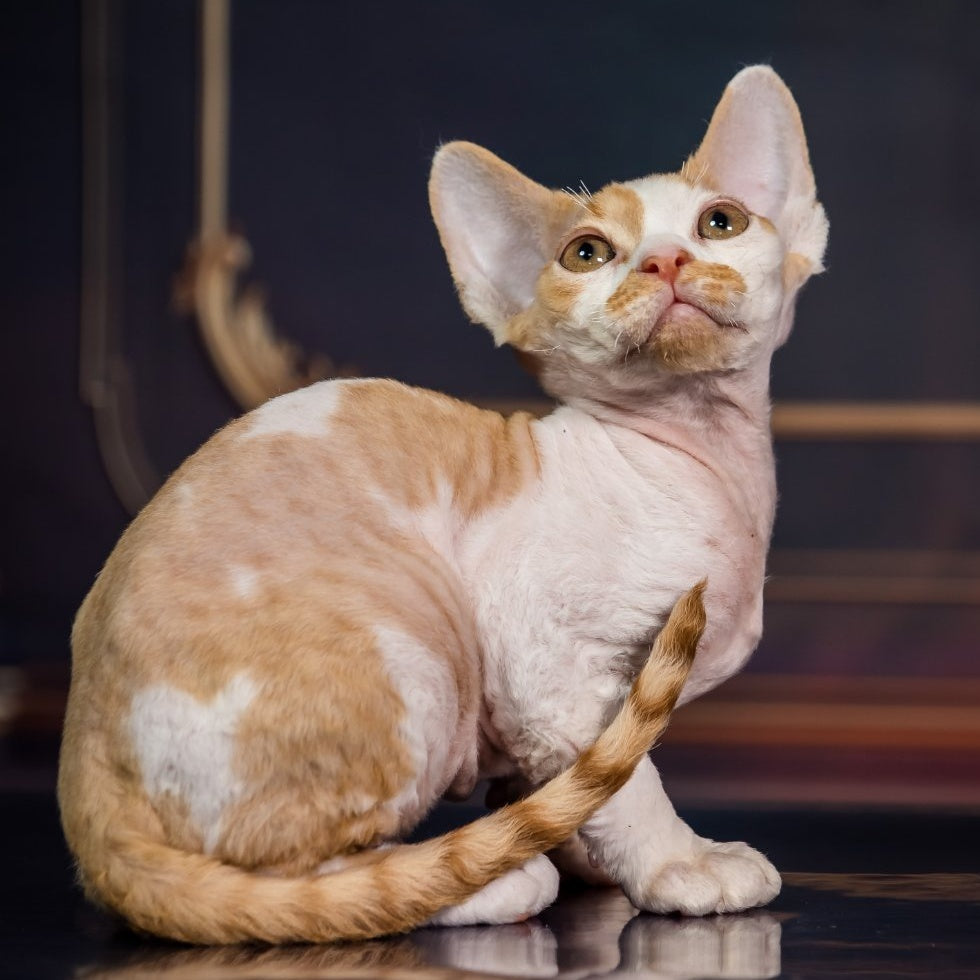 Kuki Devon Rex male, red bicolour