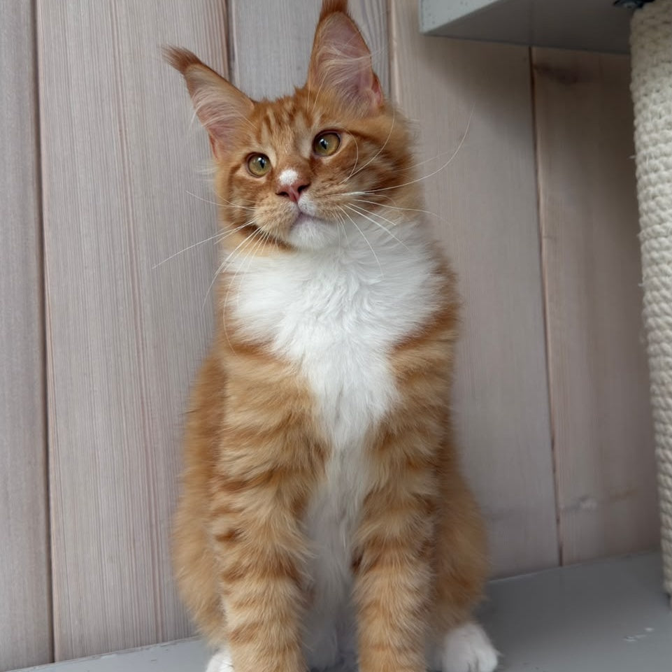 Niki Maine Coon male, red spotted tabby bicolour