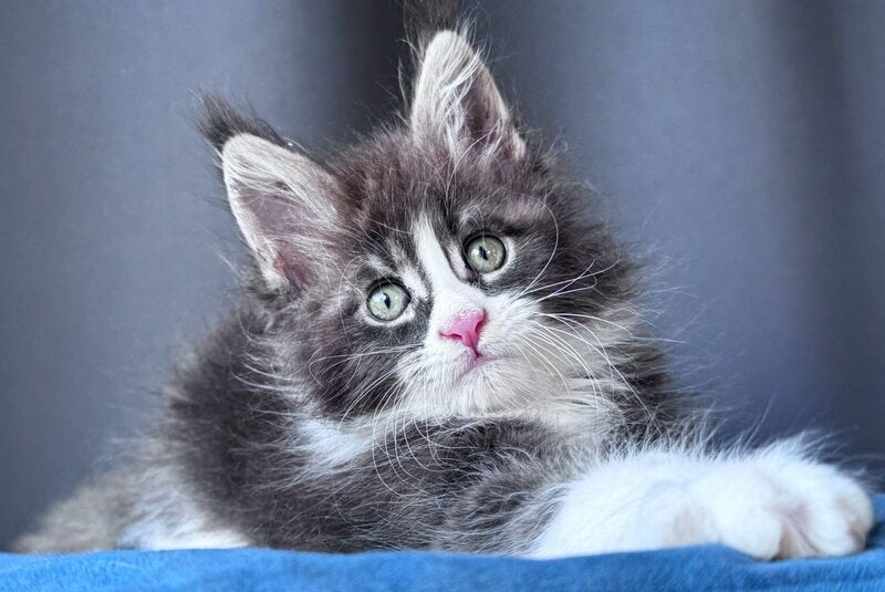 Velvet Fang Maine Coon male, blue tabby bicolour