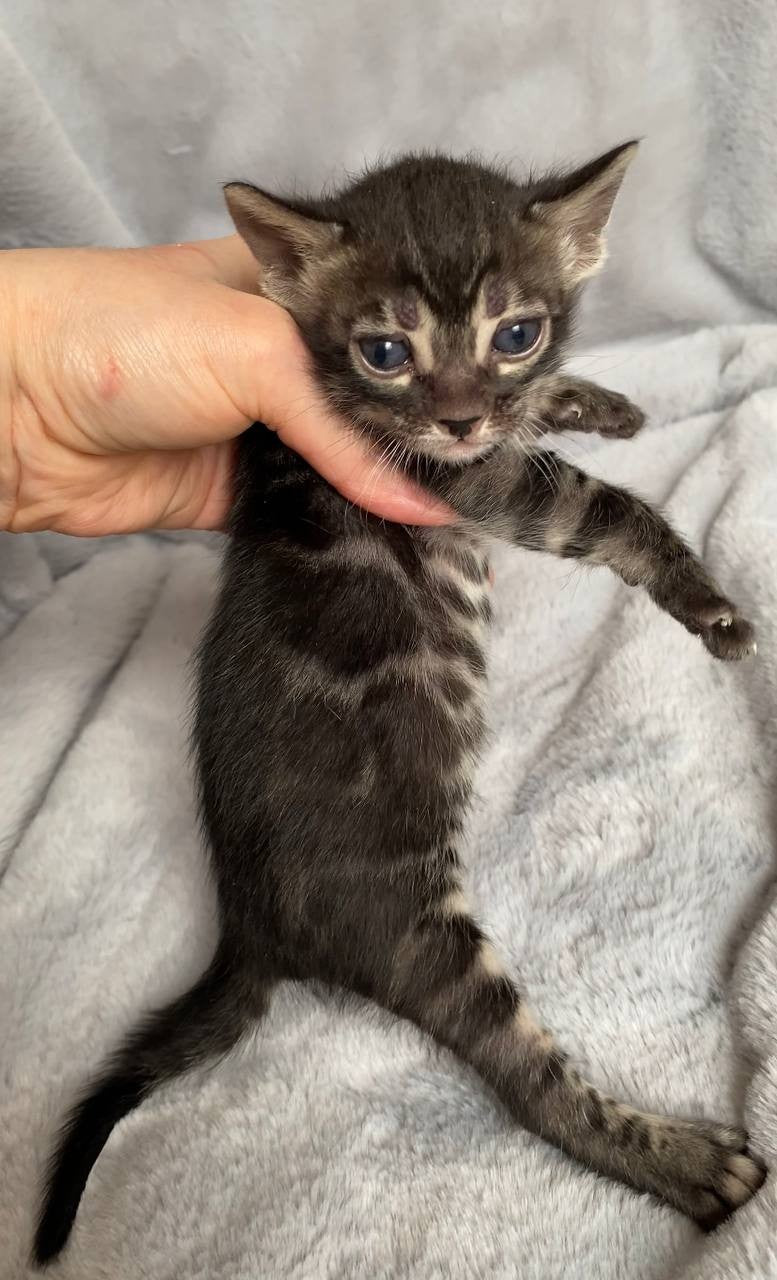 Isolde Bengal female black amber spotted tabby live animals