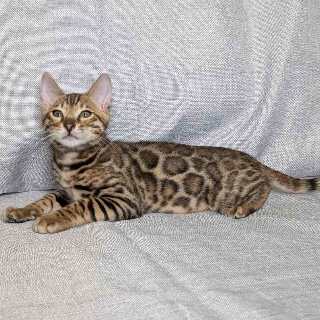 Dexter Bengal male, black spotted tabby