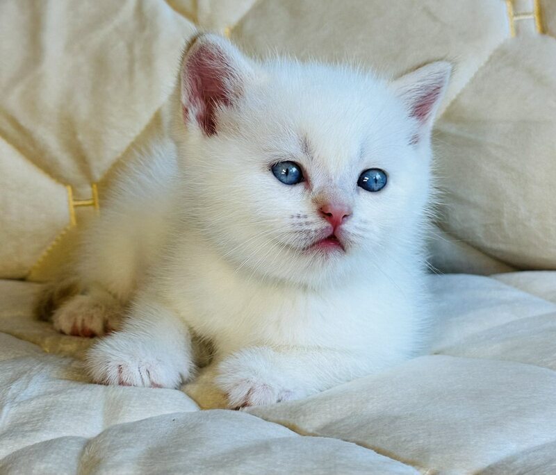 Elio British Shorthair male, red golden shaded pointed
