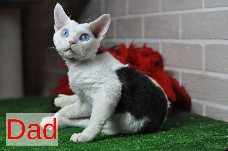 Sofia Devon Rex female, chocolate bicolour