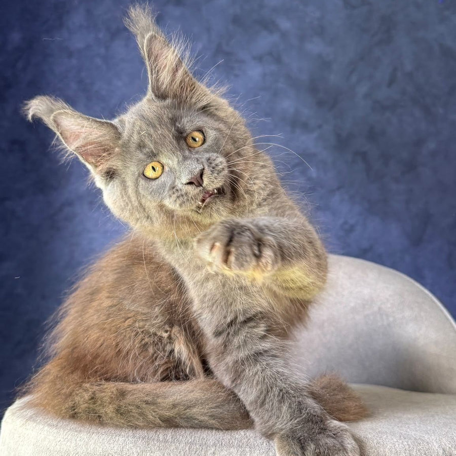 Raskat Maine Coon male, blue