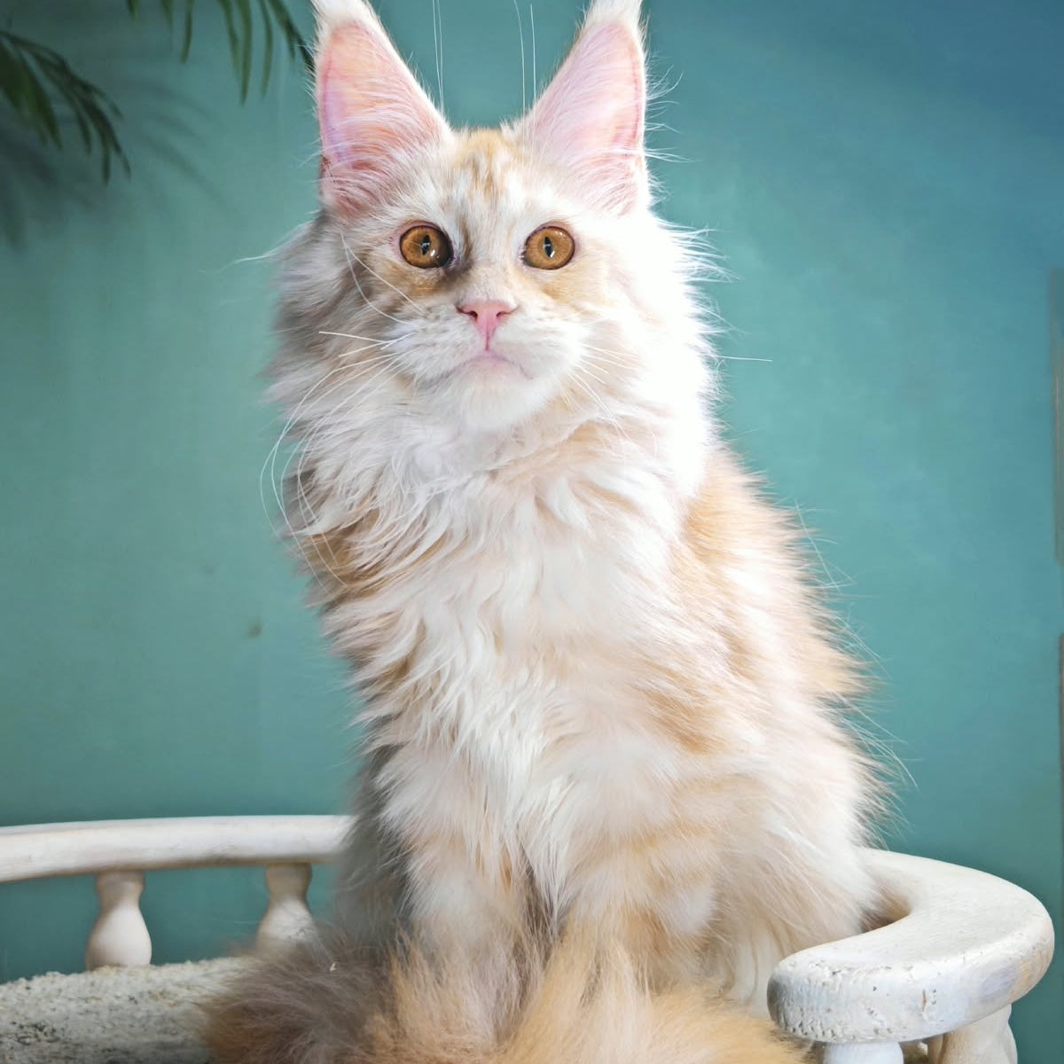 Halva Maine Coon female, red silver