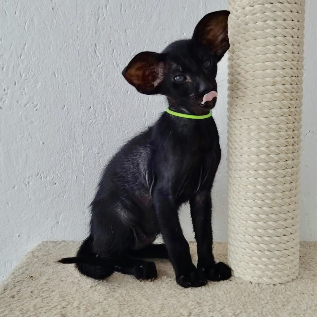 Baks Oriental Shorthair male, black