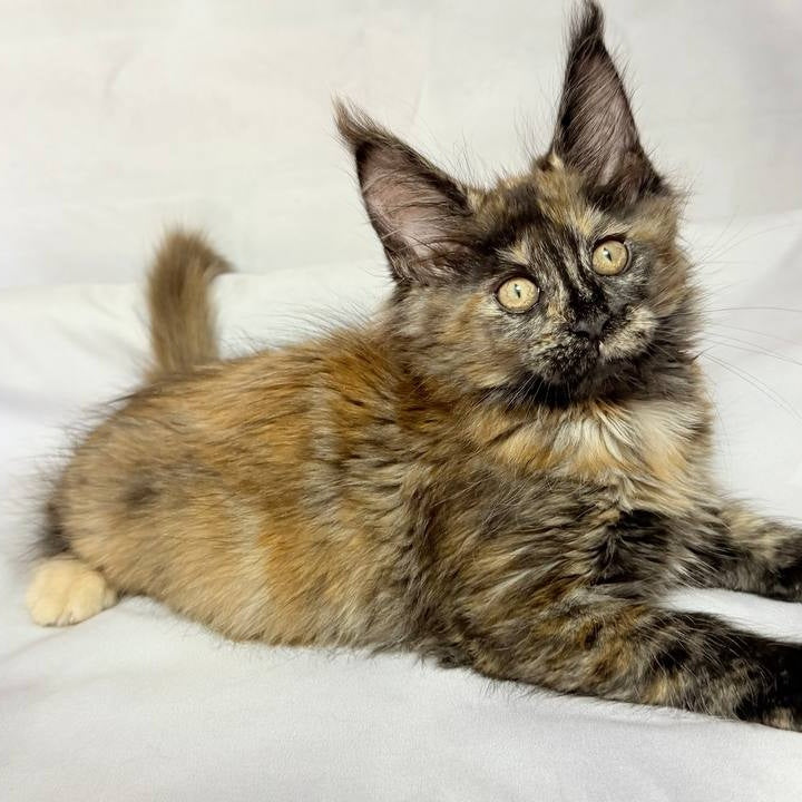 Lionella Maine Coon female, black tortie