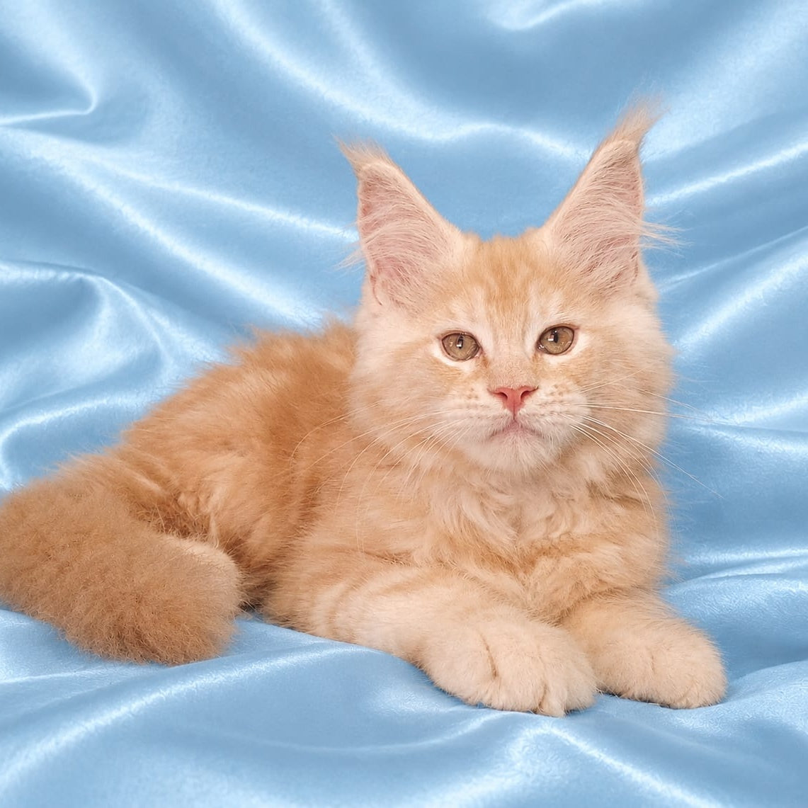 Zefir Maine Coon male, red silver tabby