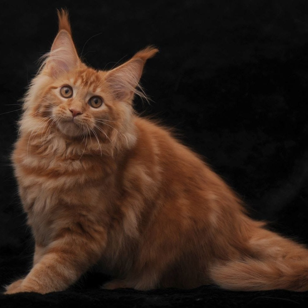 Riana Maine Coon female, red