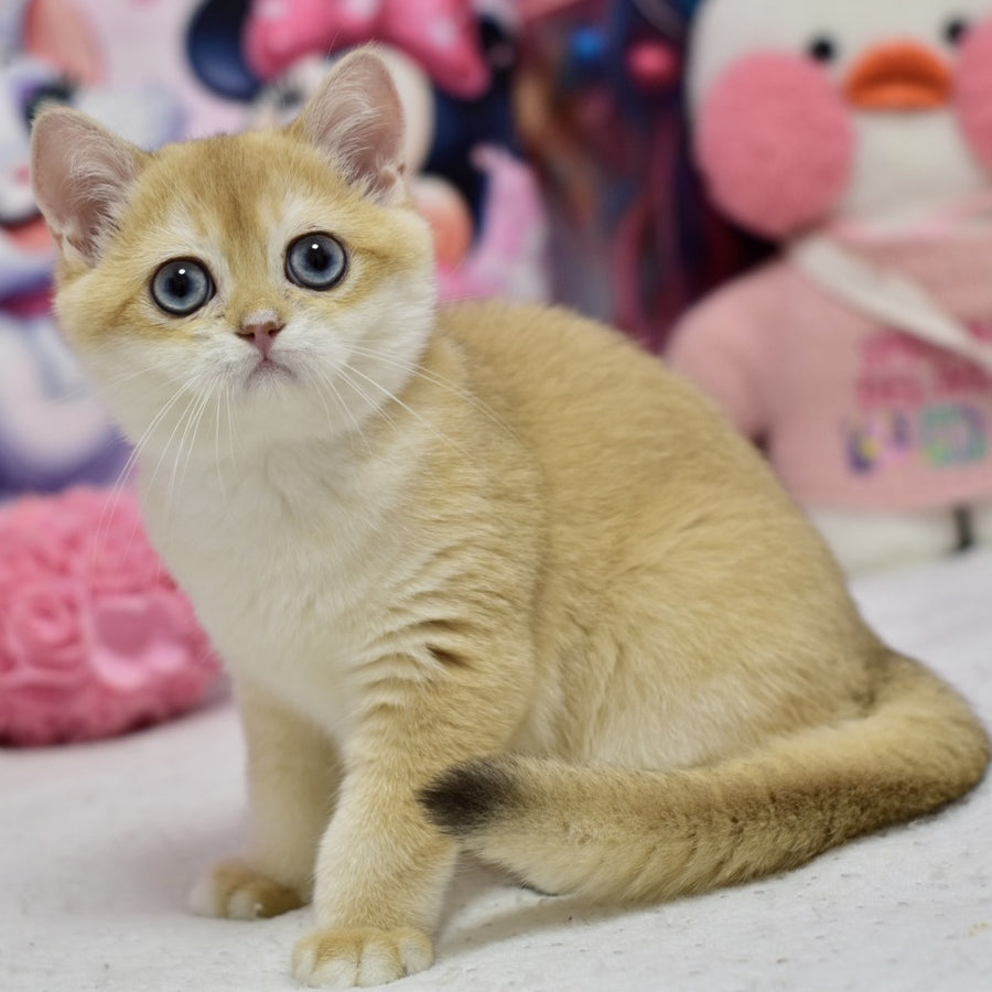 Ferrero British Shorthair male, black golden shaded