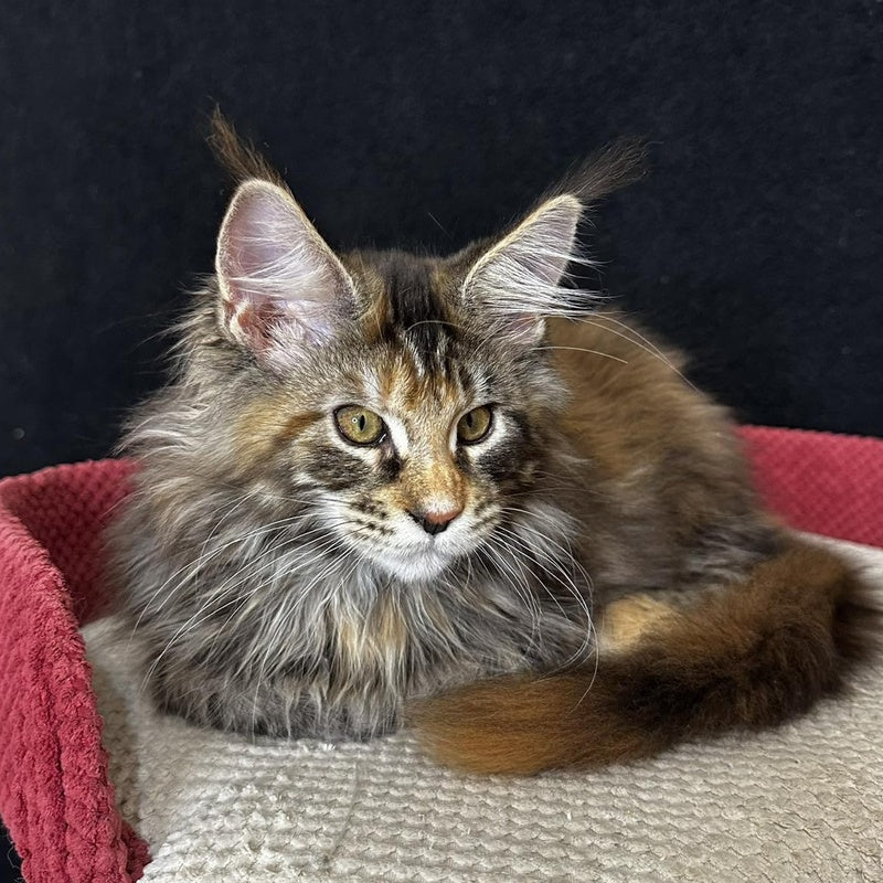 Carmen Maine Coon female, black tortie tabby