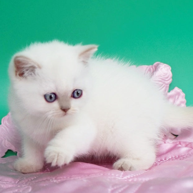 Bublik British Shorthair male, fawn pointed