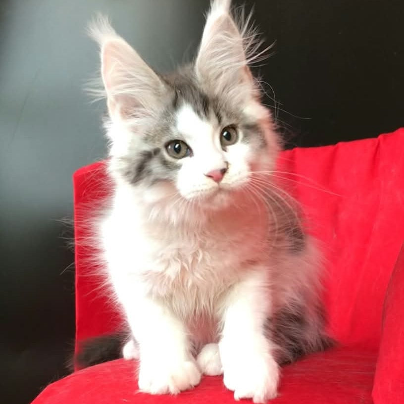 Graf Maine Coon male, black tabby bicolour