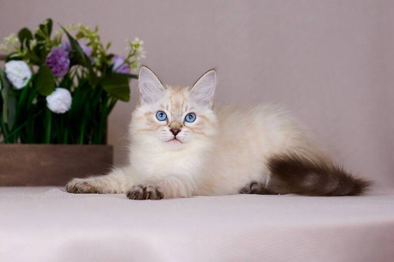 Halva Siberian female black tabby pointed - live animals