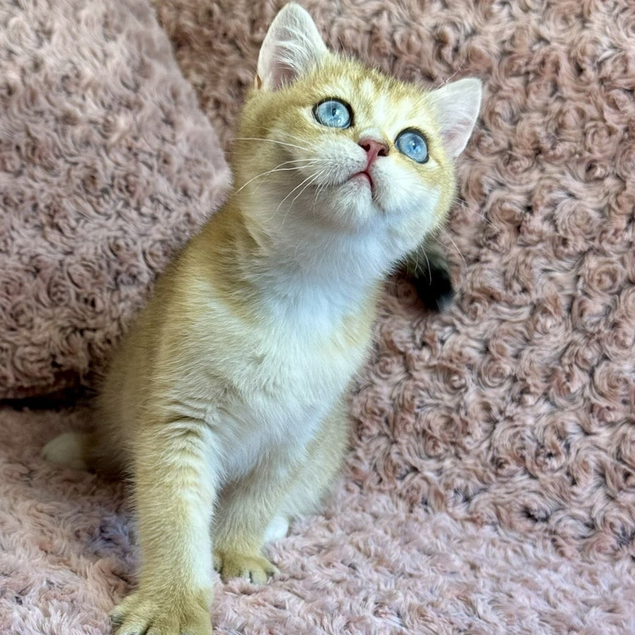Finik British Shorthair male, black golden shaded with white