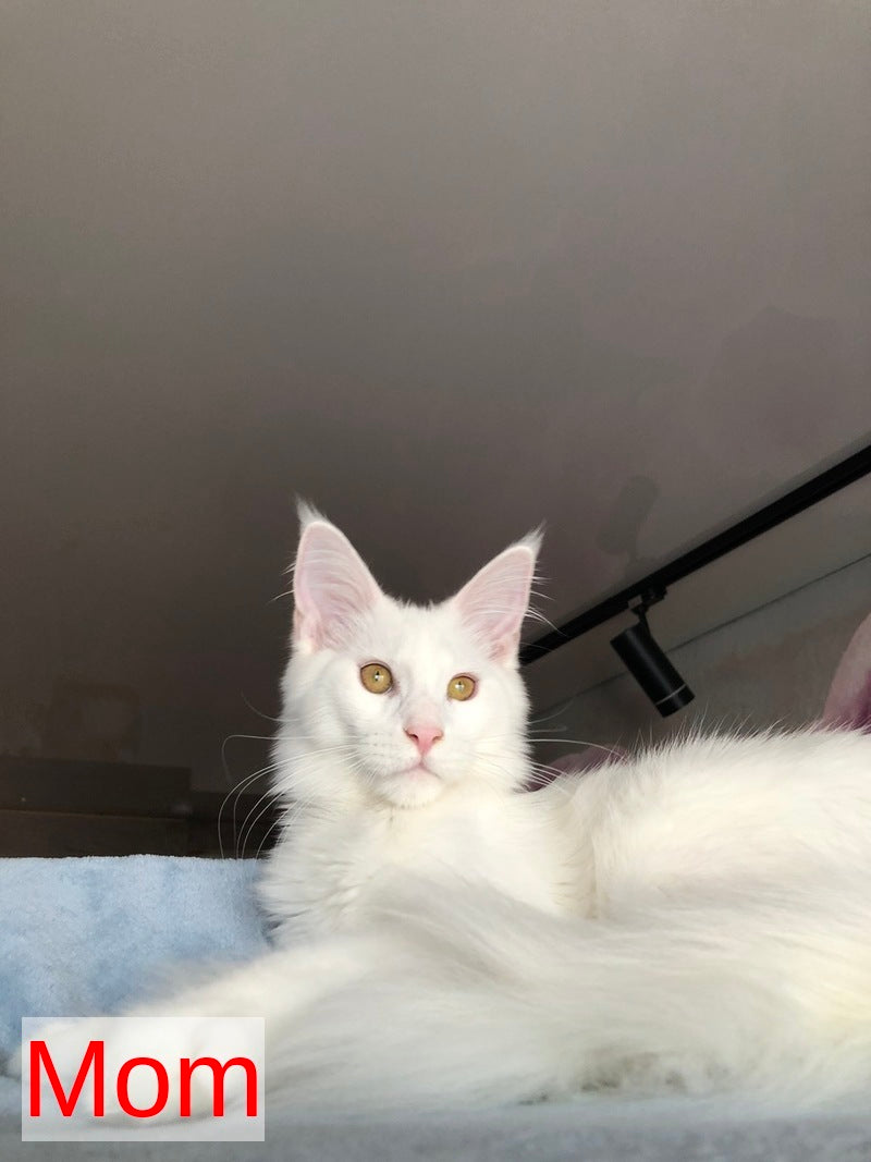 White Angel Maine Coon male white - live animals