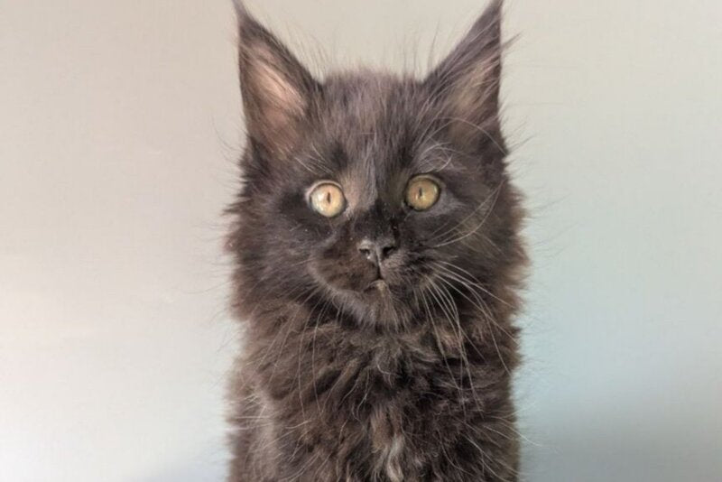 Hamster Maine Coon male, black