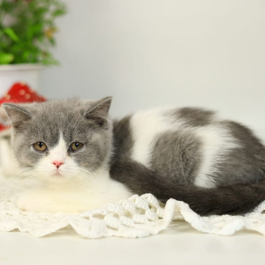 Mihael British Shorthair male, blue bicolour