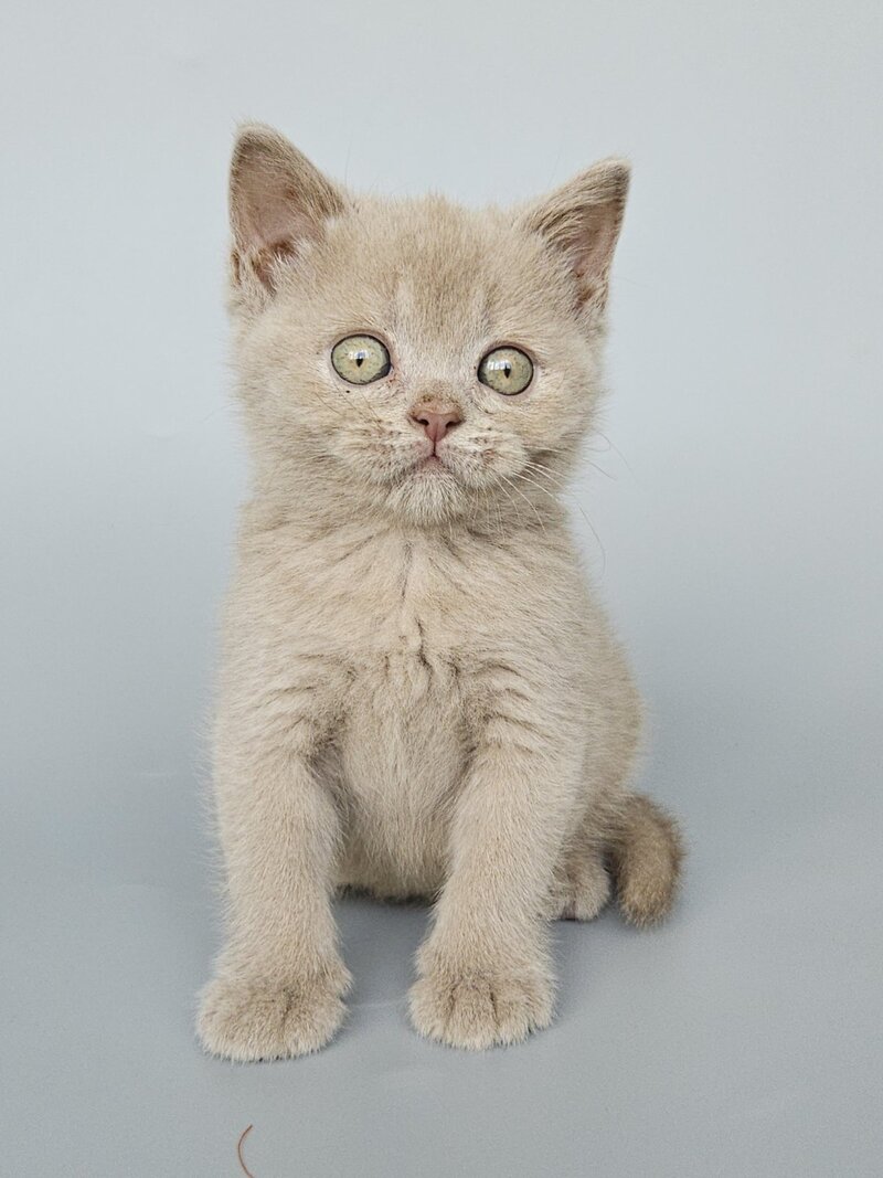 Ami British Shorthair female, fawn
