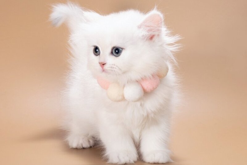 Daniella British Longhair female, black golden shaded