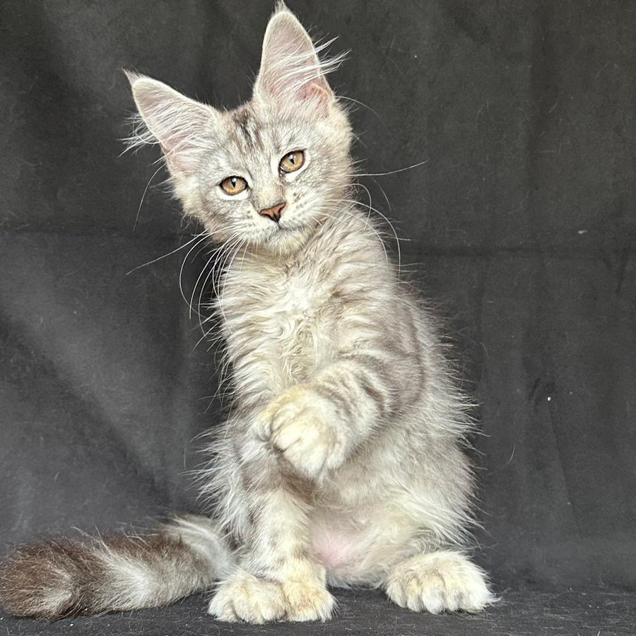 Jalila Maine Coon polydactyl 6x6x6x6 female, black silver tabby