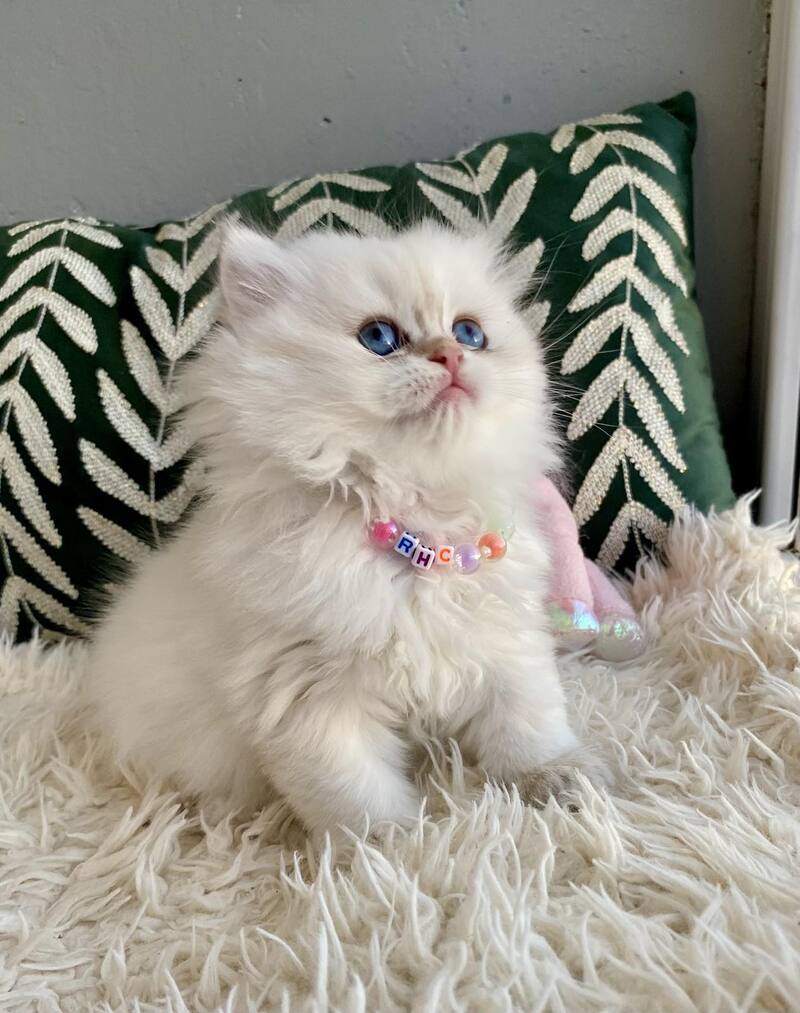 Zefir British Longhair male black golden shaded pointed - live animals