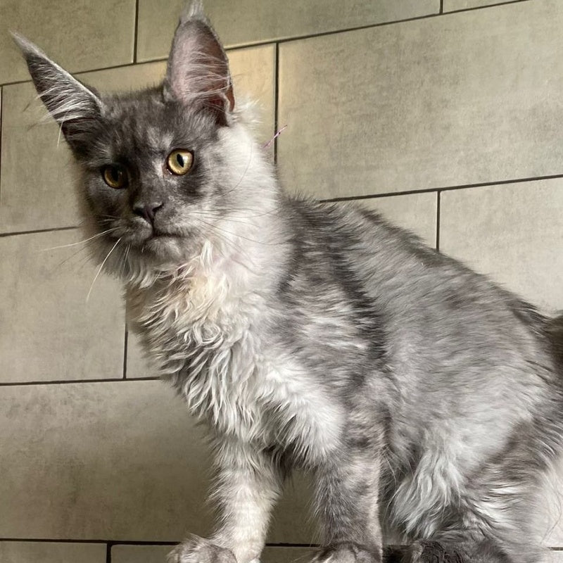Quart Punch Maine Coon male, blue silver