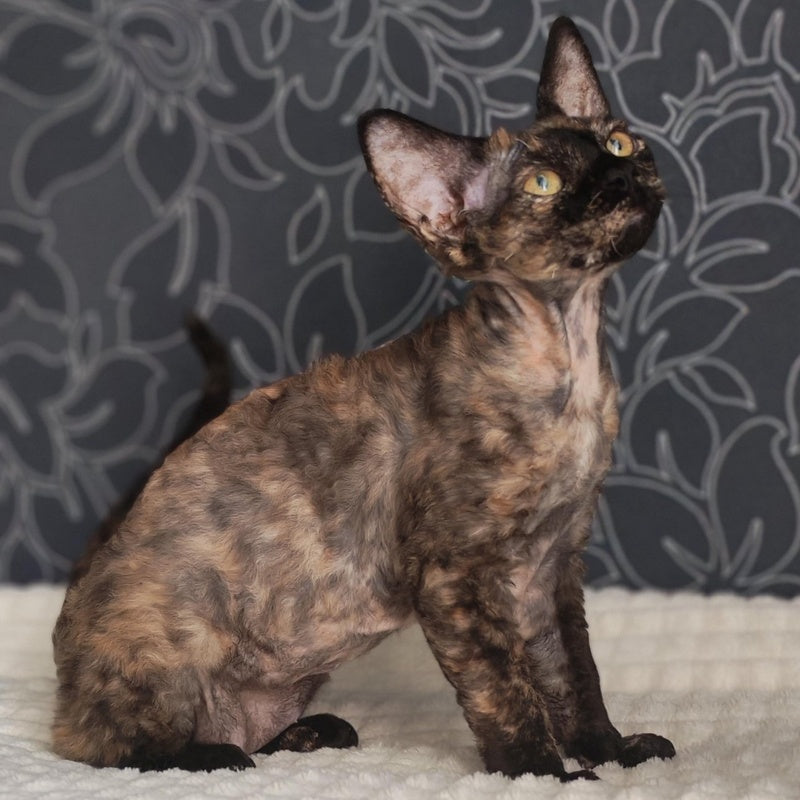Chelsea Devon Rex female, black tortie