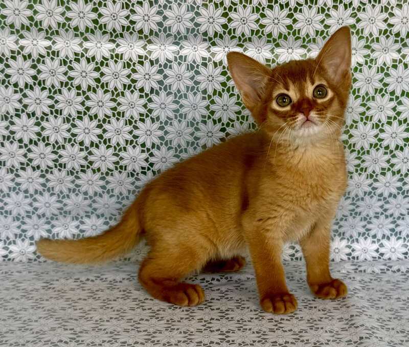 Bastet Abyssinian female sorrel - live animals