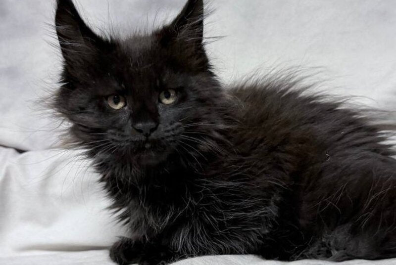 Galatea Maine Coon female, black with white