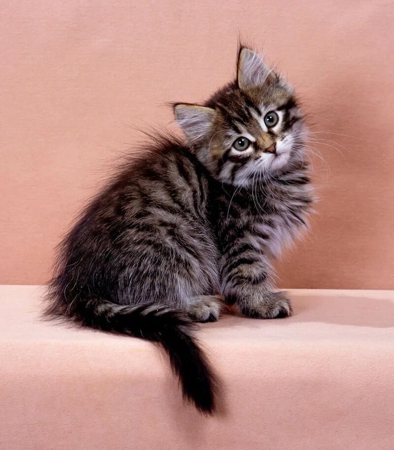 Germes Siberian male black spotted tabby - live animals