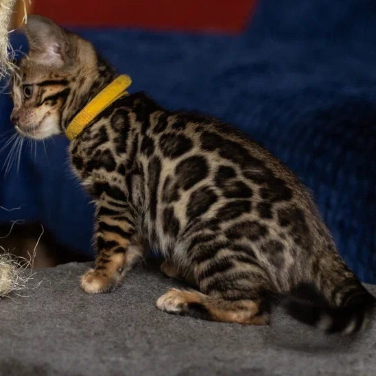 Waneta Bengal female, black spotted tabby