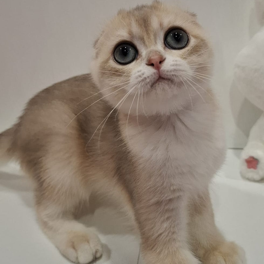 Xavier Scottish Fold male, blue golden chinchilla