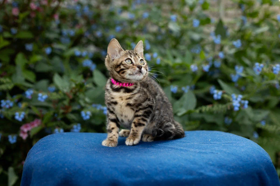 Dixie Bengal female black spotted tabby - live animals