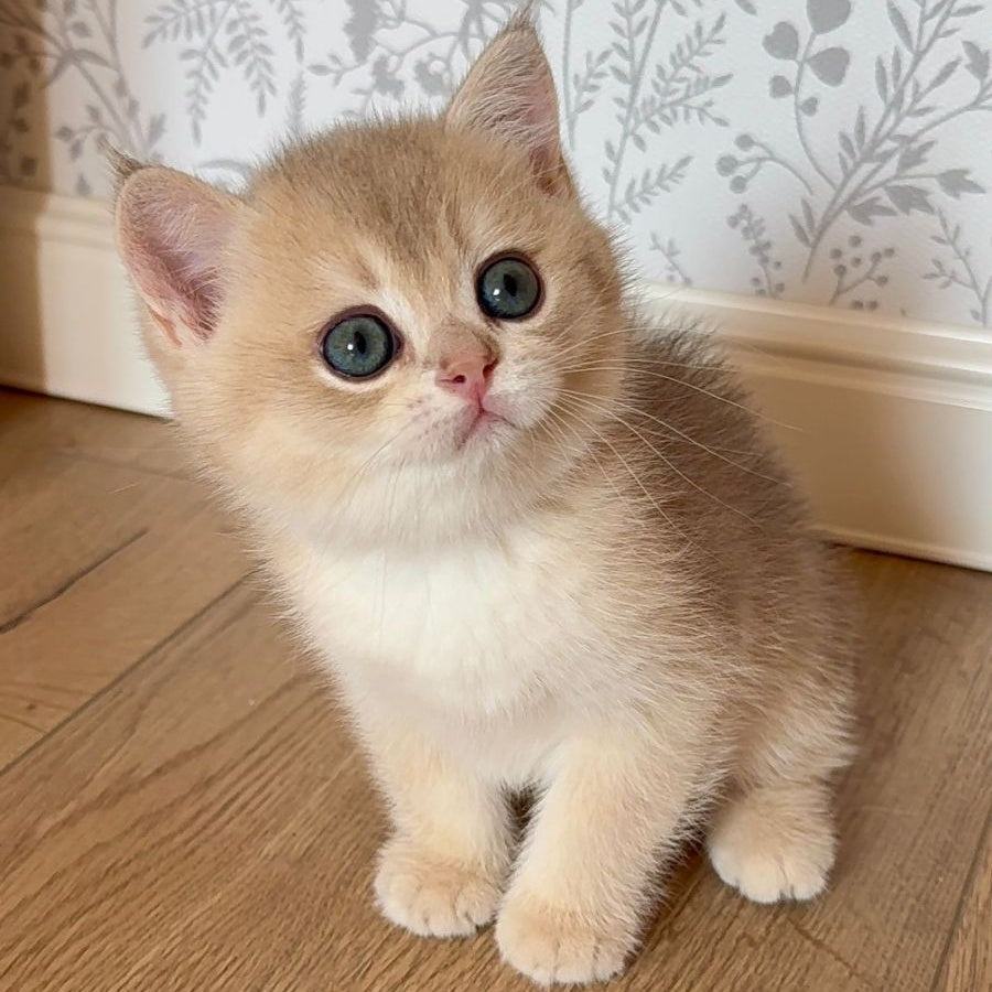 Viking British Shorthair male, blue golden shaded