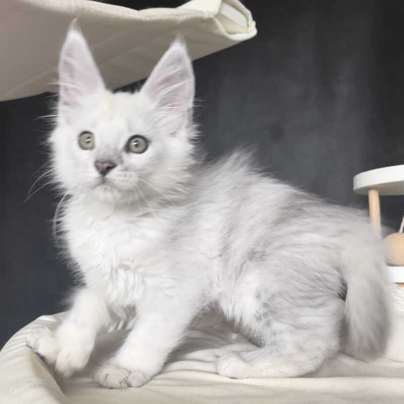 Uran Maine Coon polydactyl male, black silver shaded