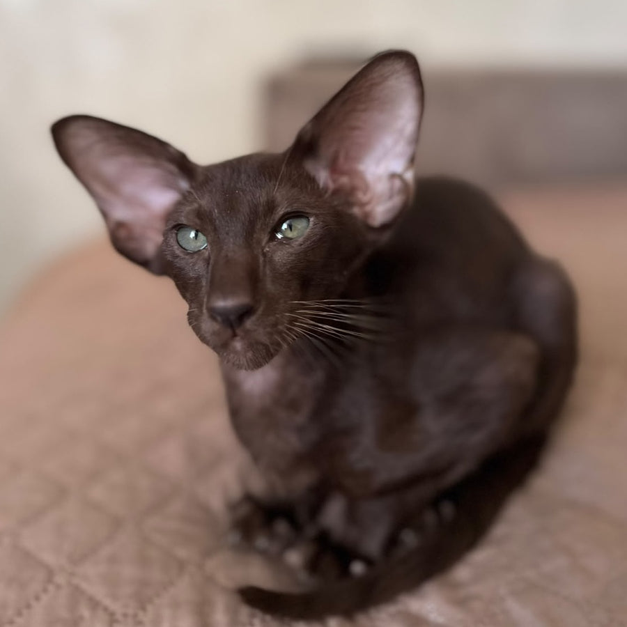 Nolik Oriental Shorthair male, chocolate