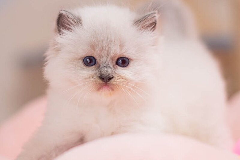 Willa Ragdoll female, blue mitted