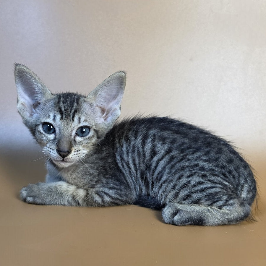 Einar Oriental Shorthair male, black spotted tabby