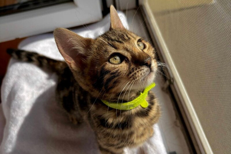 Lola Bengal female black spotted tabby - live animals