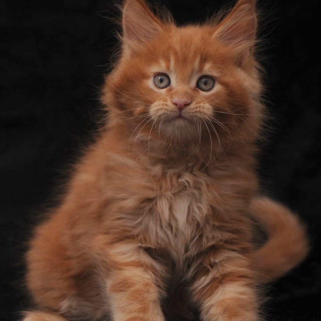 Sem Maine Coon male, red