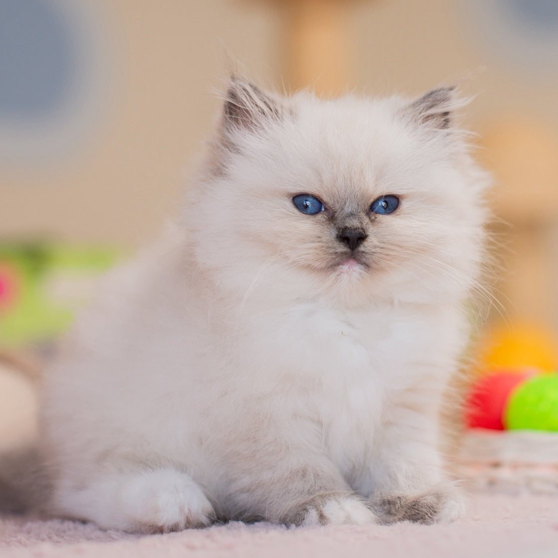 Yvette Ragdoll female, blue mitted