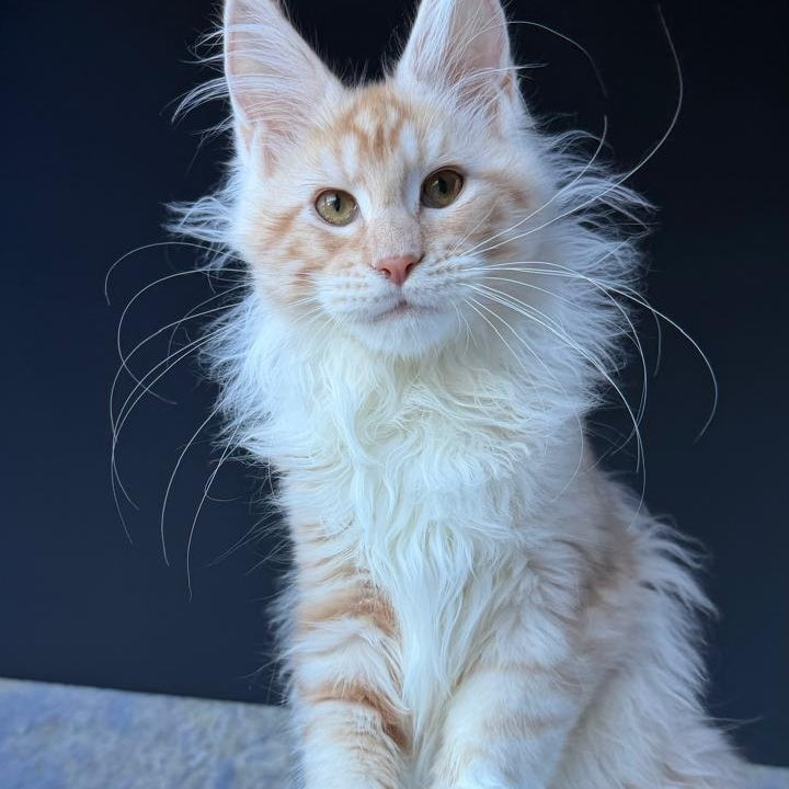 Urfin Maine Coon polydactyl male, red silver with white tabby