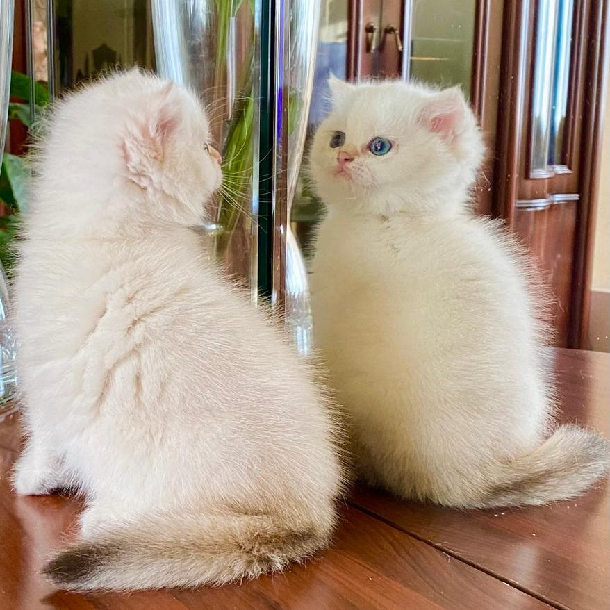 Montana British Shorthair female, chocolate golden chinchilla