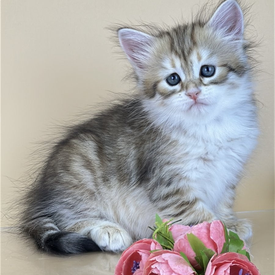 Yuna Siberian female, black golden tabby