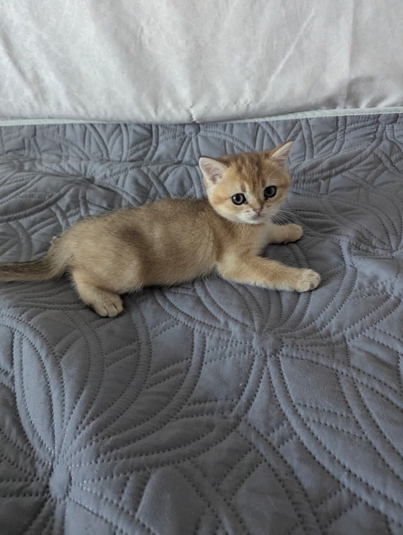 Bella Scottish Straight female, black golden ticked tabby